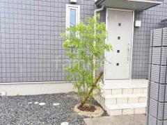 シンボルツリー シマトネリコ