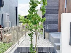 シンボルツリー ソヨゴ 常緑樹 植栽