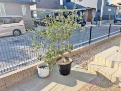 既存植栽植え替え