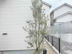 シンボルツリー オリーブ 常緑樹 植栽