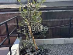 植栽 シンボルツリー ハイノキ ロックガーデン 割栗石
